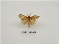 藏品(錦舟蛾)的圖片